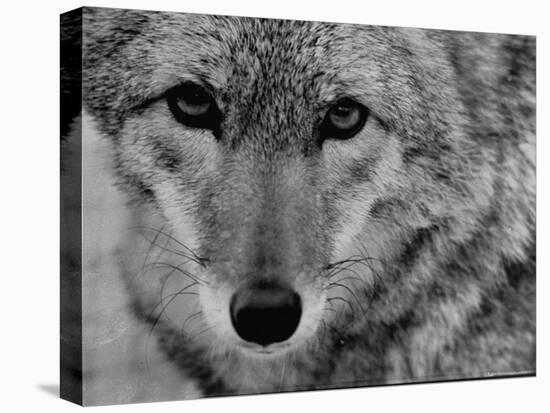 Close Up of a Coyote-Stan Wayman-Premier Image Canvas