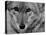 Close Up of a Coyote-Stan Wayman-Premier Image Canvas