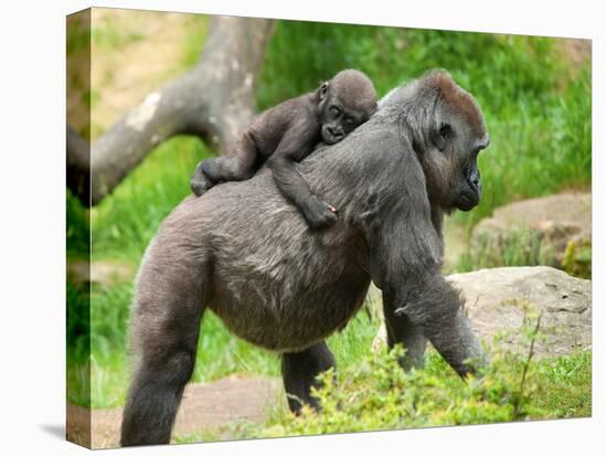 Close-Up of a Cute Baby Gorilla and Mother-Eric Gevaert-Premier Image Canvas