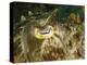 Close-Up of a Cuttlefish Eye, Manado, Indonesia-Stocktrek Images-Premier Image Canvas