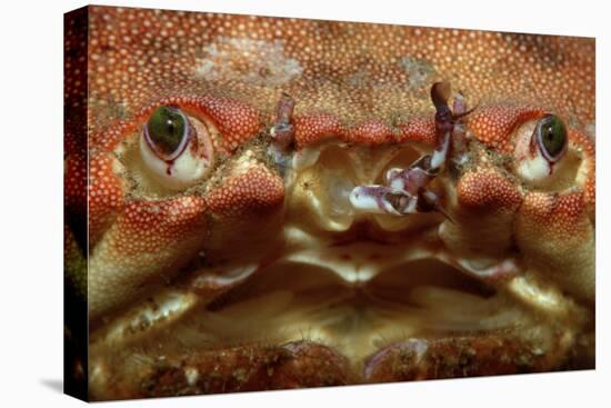 Close-Up of a European Crab Face Showing its Eyes (Cancer Pagurus), Atlantic Ocean.-Reinhard Dirscherl-Premier Image Canvas