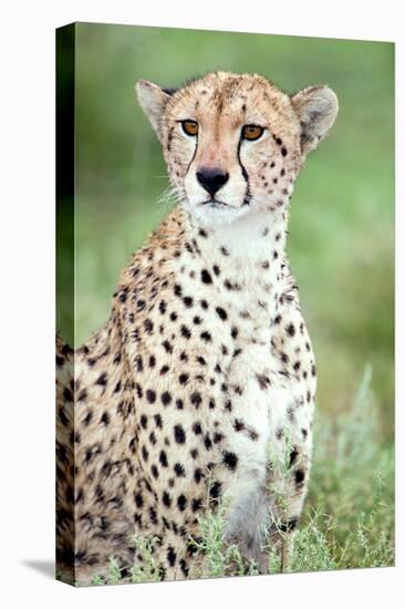 Close-Up of a Female Cheetah (Acinonyx Jubatus) in a Forest, Ndutu, Ngorongoro, Tanzania-null-Stretched Canvas