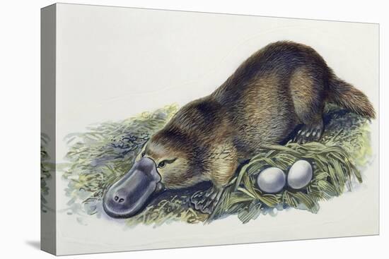 Close-Up of a Female Duck-Billed Platypus with Two Eggs (Ornithorhynchus Anatinus)-null-Premier Image Canvas