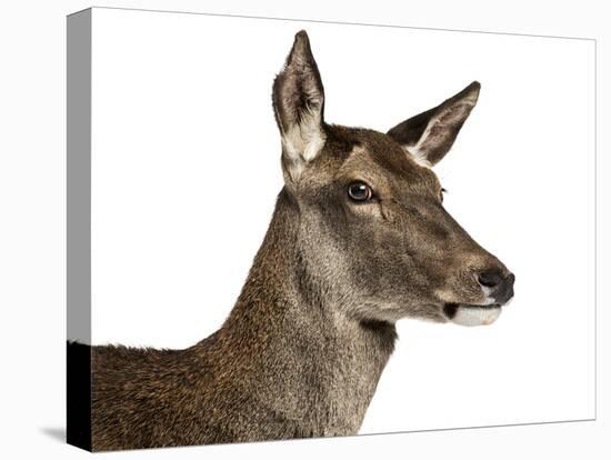 Close-Up of a Female Red Deer in Front of a White Background-Life on White-Premier Image Canvas
