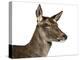 Close-Up of a Female Red Deer in Front of a White Background-Life on White-Premier Image Canvas