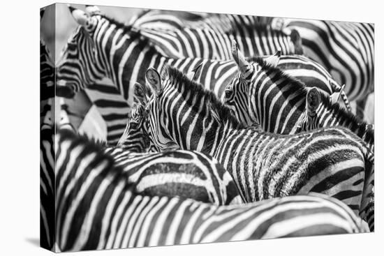 Close up of a Flock with Black and White Zebras-kjekol-Premier Image Canvas