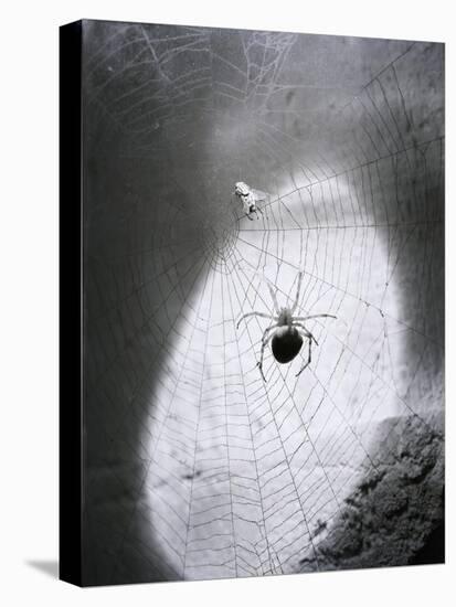 Close-Up of A Fly & Spider in A Web-null-Premier Image Canvas