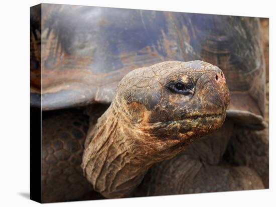 Close Up of a Galapagos Tortoise, Giant Tortoise, Geochelone Nigra, Galapagos Islands, Ecuador-Miva Stock-Premier Image Canvas