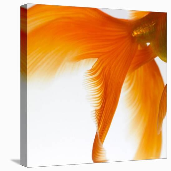 Close-up of a Goldfish Tail-Mark Mawson-Premier Image Canvas