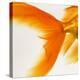 Close-up of a Goldfish Tail-Mark Mawson-Premier Image Canvas