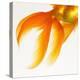 Close-up of a Goldfish Tail-Mark Mawson-Premier Image Canvas