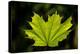 Close-up of a green maple leaf, British Columbia, Canada-null-Premier Image Canvas