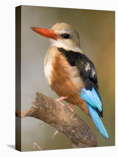 Close-Up of a Grey-Headed Kingfisher Perching on a Branch, Tarangire National Park, Tanzania-null-Premier Image Canvas