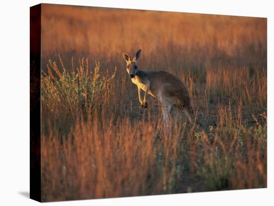 Close-Up of a Grey Kangaroo, Flinders Range, South Australia, Australia-Neale Clarke-Premier Image Canvas