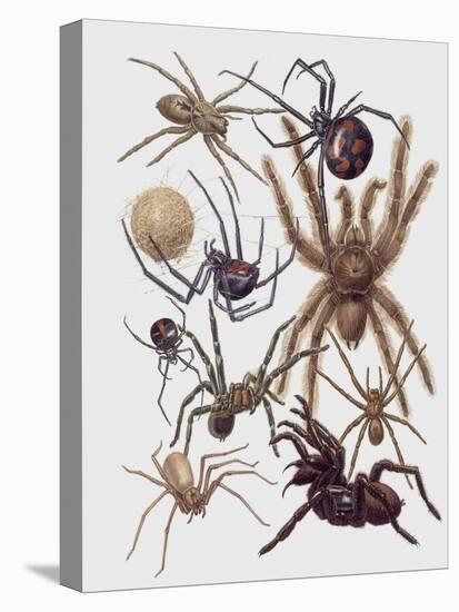 Close-Up of a Group of Araneae Spiders-null-Premier Image Canvas