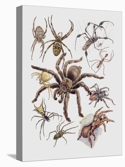 Close-Up of a Group of Argiope Spiders-null-Premier Image Canvas