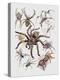 Close-Up of a Group of Argiope Spiders-null-Premier Image Canvas