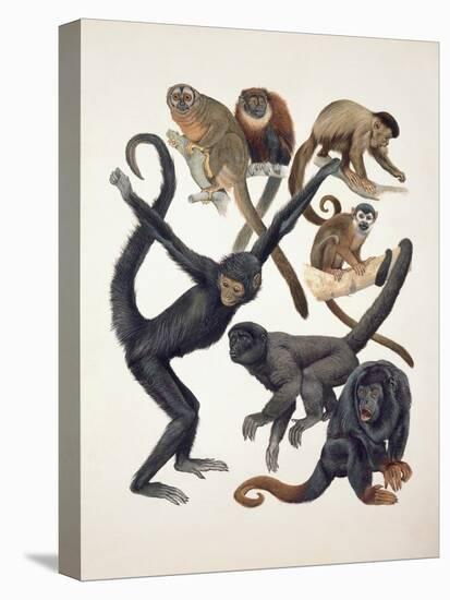 Close-Up of a Group of Primates-null-Premier Image Canvas
