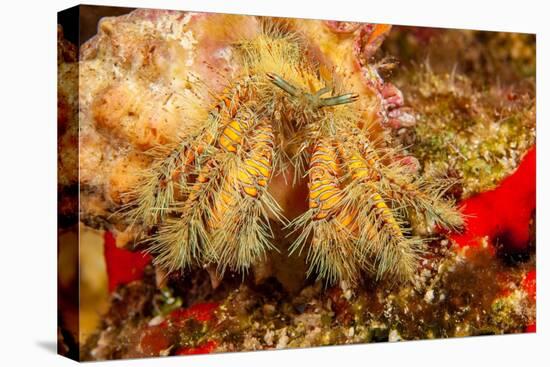 Close up of a Hairy yellow hermit crab, Hawaii-David Fleetham-Premier Image Canvas