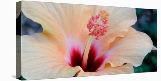 Close-Up of a Hibiscus Flower, Pinole, California, USA-null-Premier Image Canvas