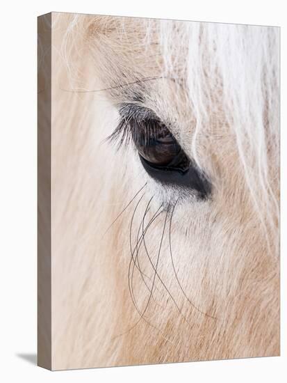 Close-Up of a Horse?S Eye, Lapland, Finland-Nadia Isakova-Premier Image Canvas