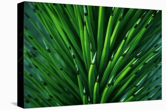 Close up of a Joshua Tree yucca plant found in the desert of Death Valley National Park.-Mallorie Ostrowitz-Premier Image Canvas