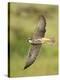 Close-up of a Lanner Falcon Flying, Lake Manyara, Arusha Region, Tanzania-null-Premier Image Canvas