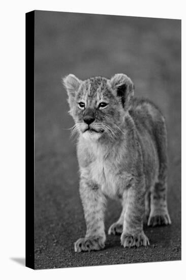 Close-up of a lion cub standing, Ngorongoro Crater, Ngorongoro Conservation Area, Tanzania (Pant...-null-Premier Image Canvas