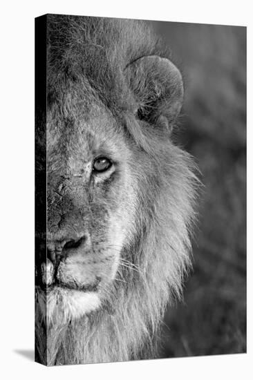 Close-up of a lion, Ngorongoro Conservation Area, Arusha Region, Tanzania (Panthera leo)-null-Premier Image Canvas