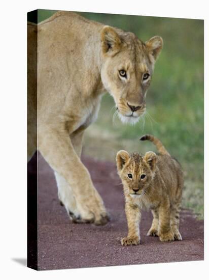 Close-up of a Lioness and Her Cub, Ngorongoro Crater, Ngorongoro Conservation Area-null-Premier Image Canvas