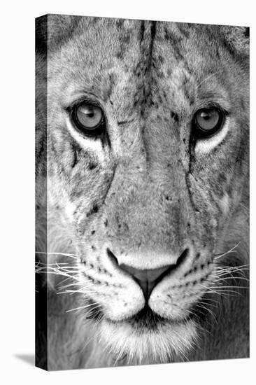 Close-up of a lioness (Panthera leo), Tarangire National Park, Tanzania-null-Premier Image Canvas