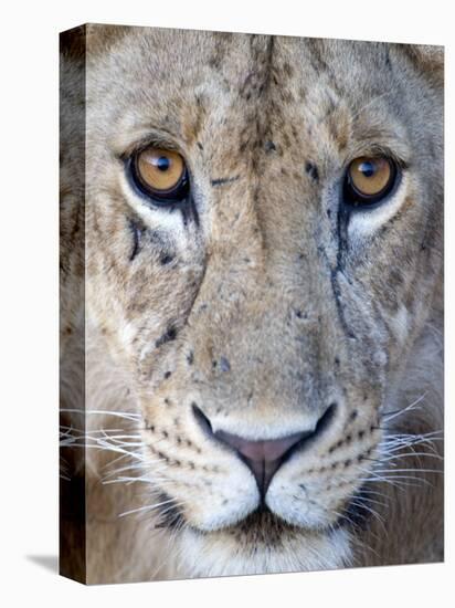 Close-Up of a Lioness, Tarangire National Park, Tanzania-null-Premier Image Canvas