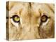 Close-Up of a Lioness-Martin Harvey-Premier Image Canvas