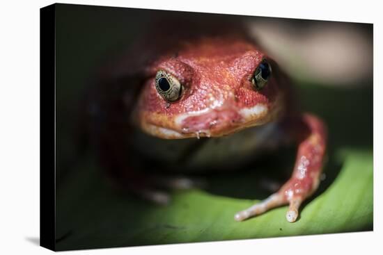 Close-Up of a Madagascar Tomato Frog (Dyscophus Antongilii), Endemic to Madagascar, Africa-Matthew Williams-Ellis-Premier Image Canvas