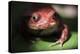 Close-Up of a Madagascar Tomato Frog (Dyscophus Antongilii), Endemic to Madagascar, Africa-Matthew Williams-Ellis-Premier Image Canvas