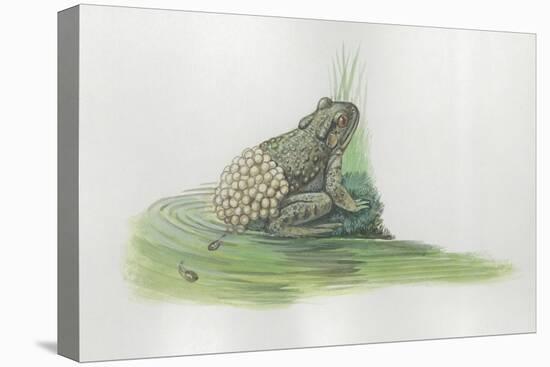 Close-Up of a Midwife Toad Deposits Eggs in Water-null-Premier Image Canvas