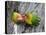 Close-Up of a Pair of Lovebirds, Ndutu, Ngorongoro, Tanzania-null-Premier Image Canvas