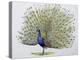 Close-Up of a Peacock Dancing (Balearica Regulorum)-null-Premier Image Canvas