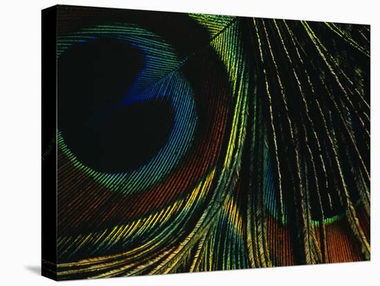 Close-up of a Peacock Feather-null-Premier Image Canvas