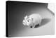 Close-Up of a Piggy Bank-Philip Gendreau-Premier Image Canvas