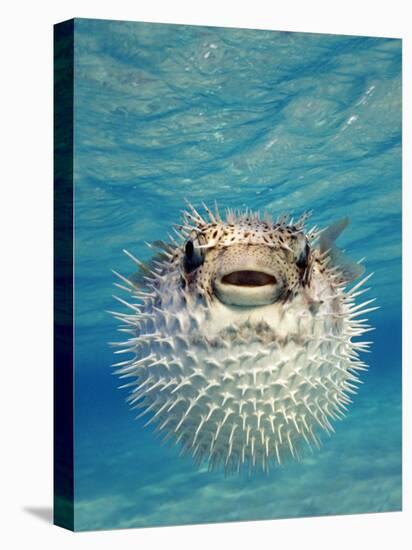 Close-up of a Puffer Fish, Bahamas-null-Premier Image Canvas