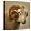 Close up of a Ram with large horns-Mark Gemmell-Premier Image Canvas