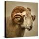 Close up of a Ram with large horns-Mark Gemmell-Premier Image Canvas
