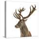 Close-Up of a Red Deer Stag in Front of a White Background-Life on White-Premier Image Canvas