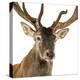 Close-Up of a Red Deer Stag in Front of a White Background-Life on White-Premier Image Canvas