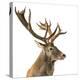 Close-Up of a Red Deer Stag in Front of a White Background-Life on White-Premier Image Canvas