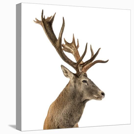 Close-Up of a Red Deer Stag in Front of a White Background-Life on White-Premier Image Canvas