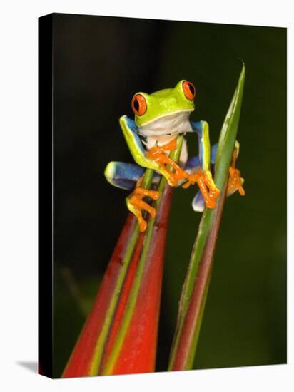 Close-Up of a Red-Eyed Tree Frog Sitting on a Heliconia Flower, Costa Rica-null-Premier Image Canvas