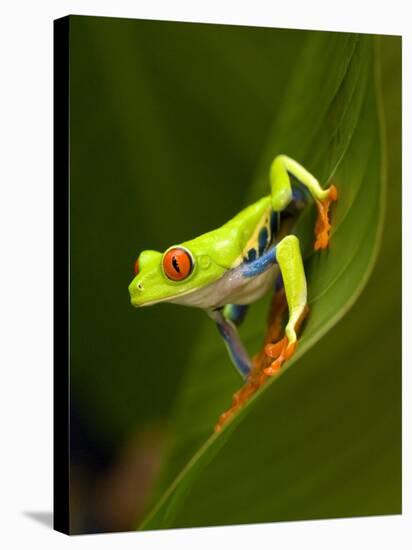 Close-Up of a Red-Eyed Tree Frog Sitting on a Leaf, Costa Rica-null-Premier Image Canvas