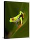 Close-Up of a Red-Eyed Tree Frog Sitting on a Leaf, Costa Rica-null-Premier Image Canvas